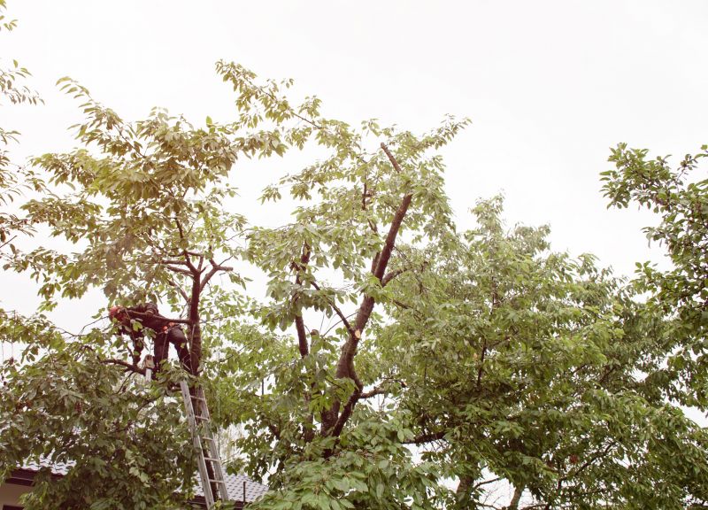 Limbs Trimming detail