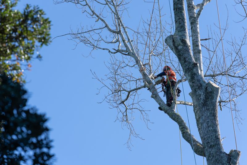 Arborist Climbing a Tree