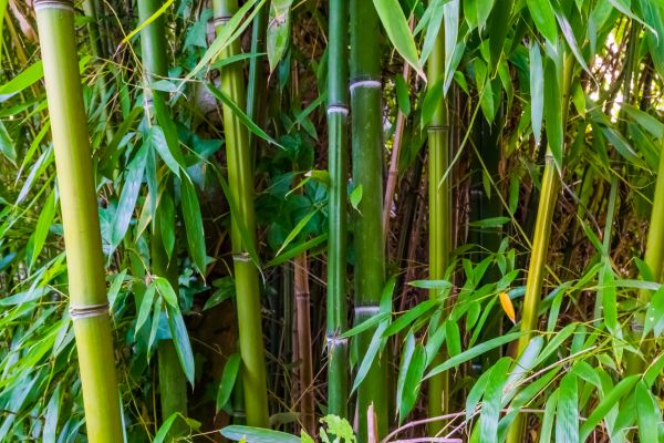 Cost of Bamboo Trimming in Falls Church