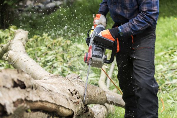 Branch Removal Service in Falls Church