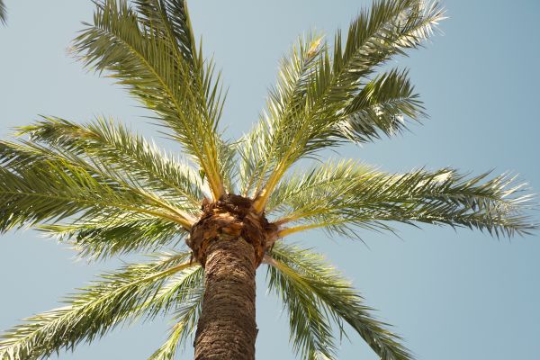 Palm Tree Pruning in Falls Church