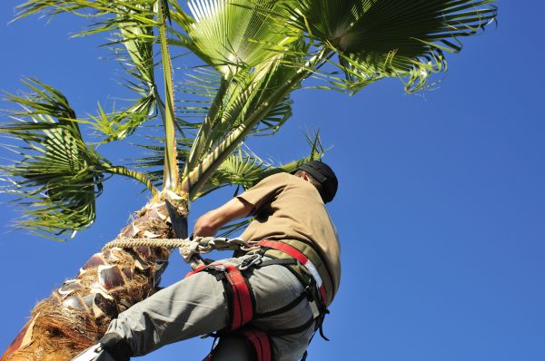 Palm Tree Trimming in Falls Church