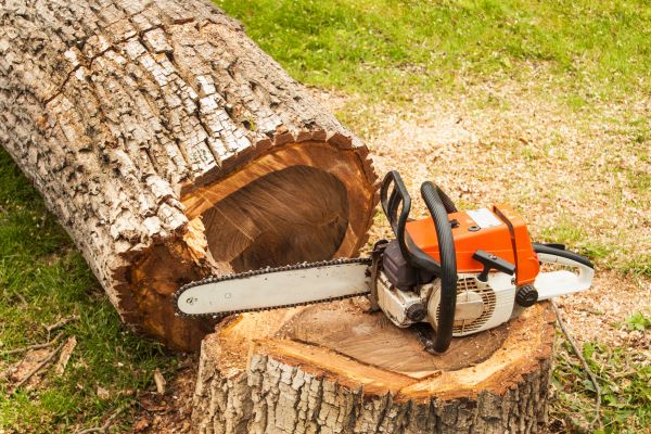 Tree Cutting Service in Falls Church