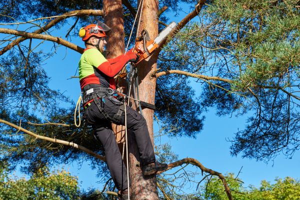 Tree Service in Falls Church