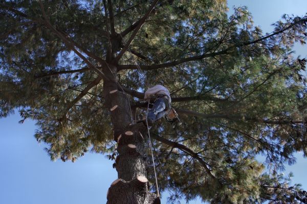 Trimming Service in Falls Church