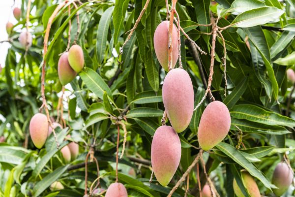 Mango Tree Trimming in Falls Church
