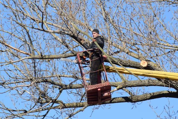 Emergency Tree Trimming in Falls Church