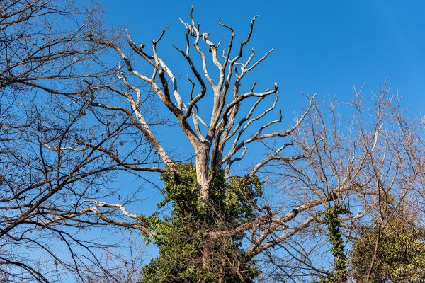 Deadwood Removal in Falls Church