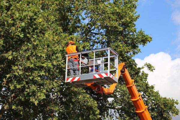 Commercial Tree Service in Falls Church