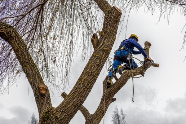 Cost of Tree Maintenance Service in Falls Church
