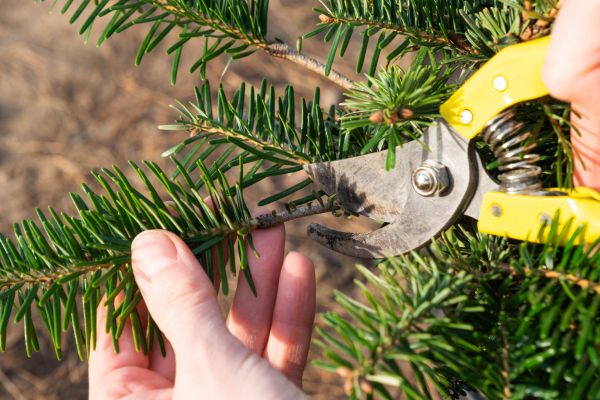 Pine Tree Pruning in Falls Church