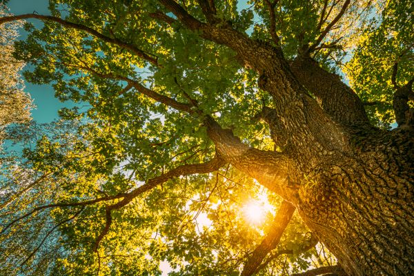 Cost of Oak Tree Pruning in Falls Church