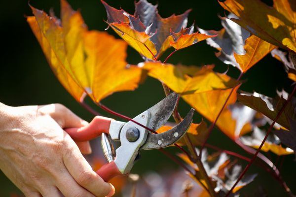 Cost of Maple Tree Pruning in Falls Church