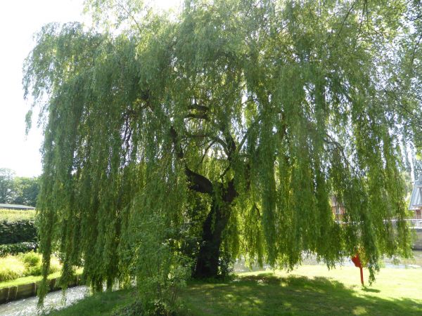 Cost of Willow Tree Trimming in Falls Church