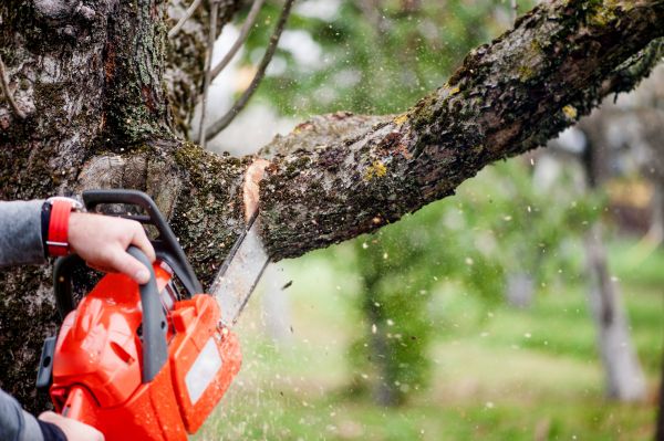 Cost of Tree Limbs Removal in Falls Church
