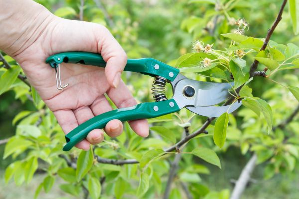 Cost of Pear Tree Pruning in Falls Church