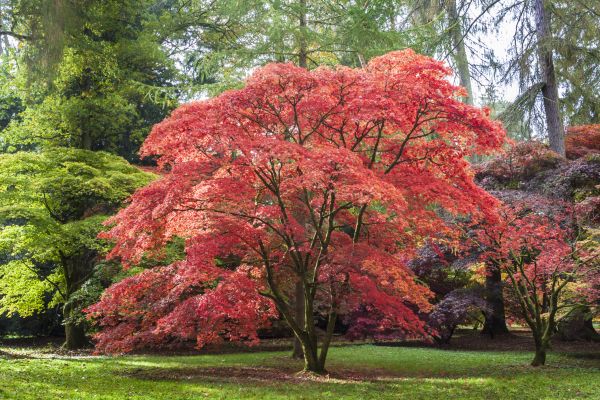 Japanese Maple Pruning in Falls Church