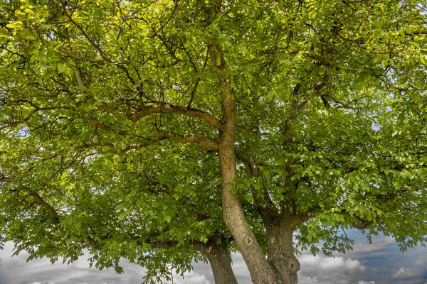 Walnut Tree Trimming in Falls Church