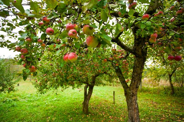 Apple Tree Pruning in Falls Church