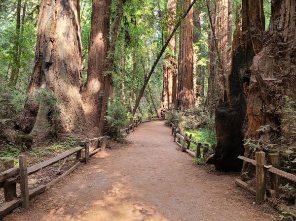 Redwood Tree Pruning in Falls Church
