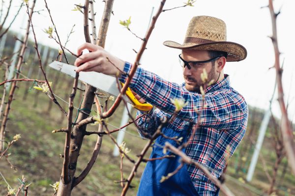 Orchard Tree Pruning in Falls Church