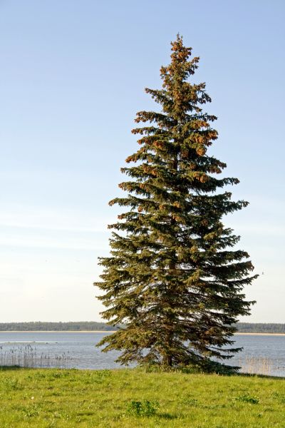 Cost of Spruce Tree Pruning in Falls Church