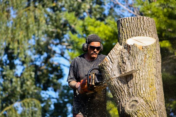 Ash Tree Pruning in Falls Church