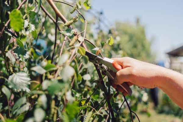 Cost of Birch Tree Pruning in Falls Church