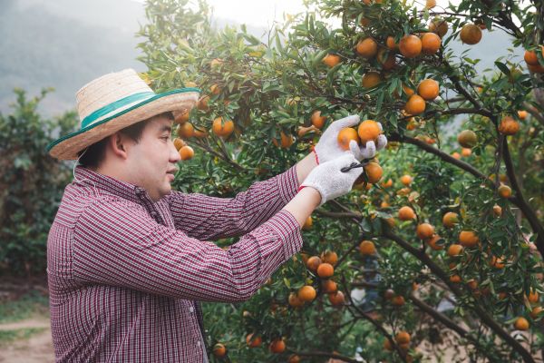 Cost of Orange Tree Pruning in Falls Church