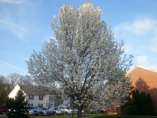 Cost of Bradford Pear Tree Pruning in Falls Church