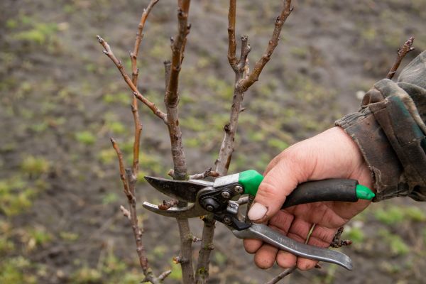 Cost of Pear Trees Pruning in Falls Church