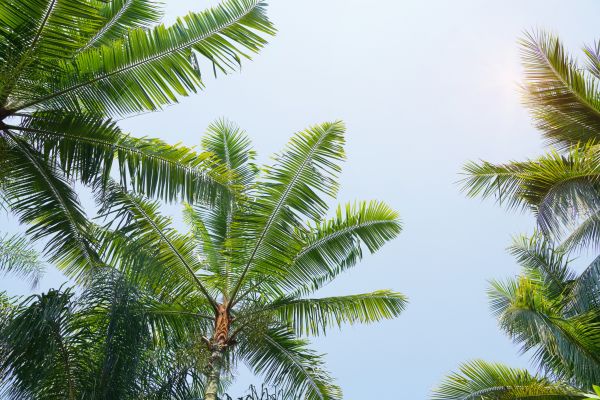 Queen Palm Tree Trimming in Falls Church