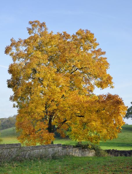 Hickory Tree Trimming in Falls Church