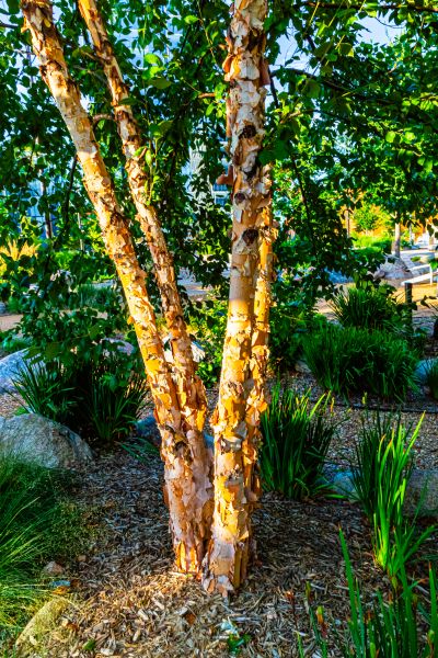 Cost of River Birch Trimming in Falls Church