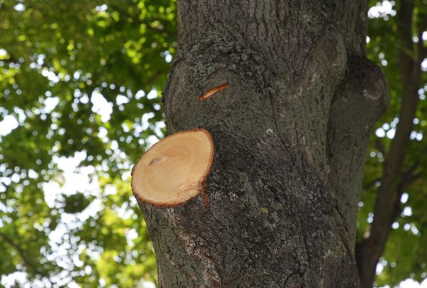 Limb Cutting in Falls Church