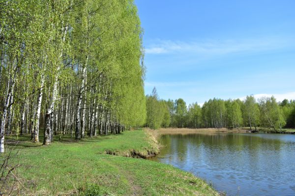 Cost of River Birch Pruning in Falls Church