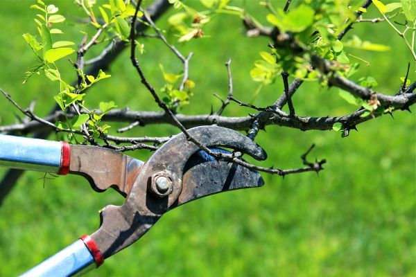 Branches Pruning in Falls Church