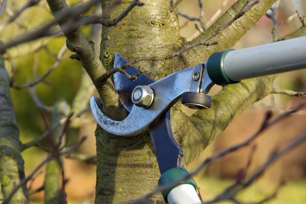 Tree Limb Trimming Service in Falls Church
