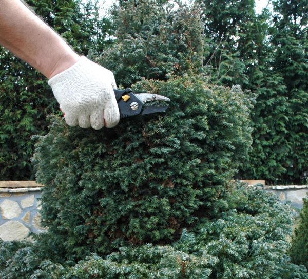 Ornamental Tree Trimming in Falls Church