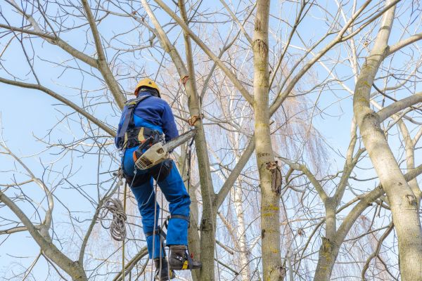 Large Tree Trimming in Falls Church