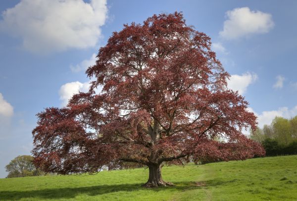 Beech Tree Pruning in Falls Church