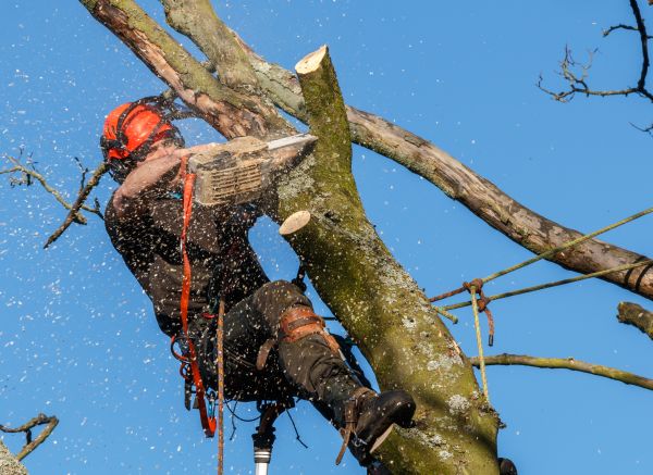 Tree Trimming Service in Falls Church