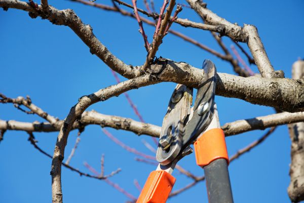 Tree Pruning in Falls Church