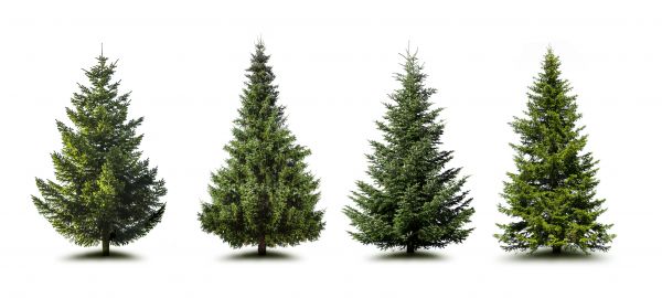 Cost of Pine Tree Trimming in Falls Church
