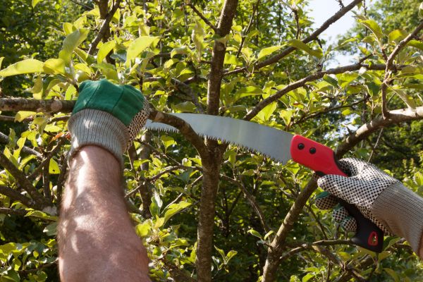 Apple Tree Trimming in Falls Church